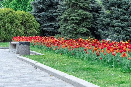 Red flowers tulips blossom in river embankment. Bulbous ornamental tulipa plants of liliaceae family grow on flowerbed. Floral petals bloom. Flower carpet from buds. Landscapingの写真素材