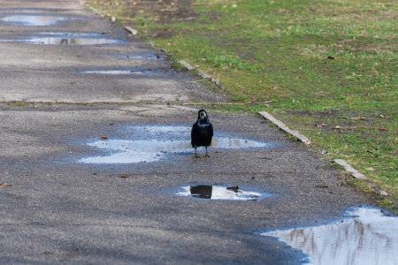 Bird rook perching and looking in early spring in city park. Crow with black feather and bare beak. Corvus frugilegus is species of genus corvus. Gregarious eurasian of passerineの写真素材
