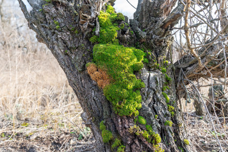 Green young sphagnum moss in nature. Beautiful grass of peat-moss grows in forest. Mound of soil is covered with dense plants. Moss genus of family sphagnaceae is the oldest inhabitantの写真素材