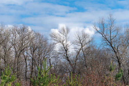 Dark tree branches in blue sky background and white clouds. Natural wallpaper and texture. Sadness and charm concept in early spring. Branches are bare without leaves.の写真素材