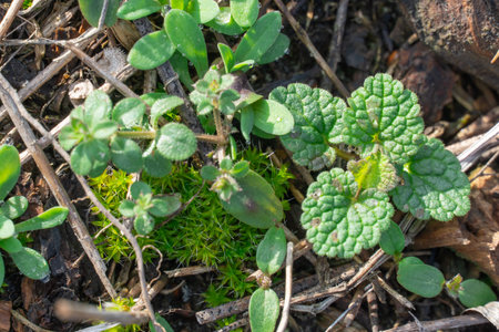 New shoots of green grass against a background of moss in early spring. Seedling plant germinating...