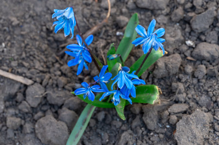 First spring flower of blue scilla siberica in field. Primrose of siberian squill bloom in meadow....