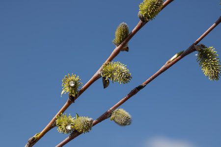 Fluffy catkins of willow growth on glade in spring time. Tree-like shrub branch salix caprea or...