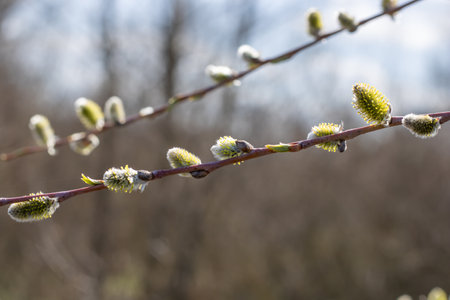 Fluffy catkins of willow growth on glade in spring time. Tree-like shrub branch salix caprea or...