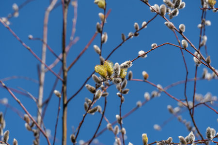 Tree-like shrub branch salix caprea or rakita blooms. Fluffy catkins of pussy willow growth on blue...