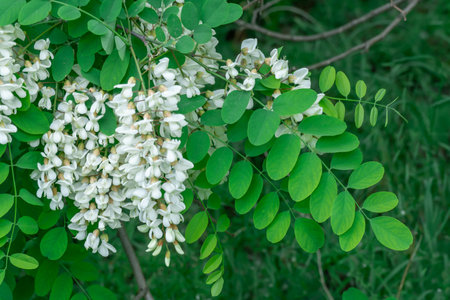 Flowering branches with white flowers of robinia pseudoacacia in spring. Inflorescence of false acacia with green tree branch in forest. Black common locust with lush foliage.の写真素材