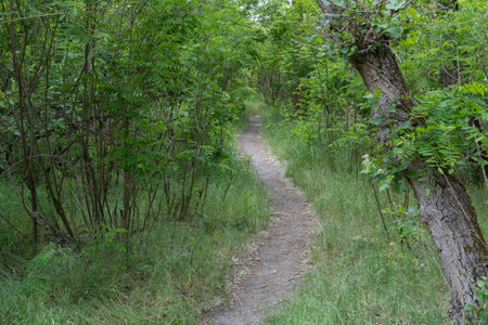 Bend of tree trunks and pathway in deciduous wood. Magical natural arch and footpath. Green archway...