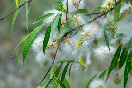 Spring ends and willow finished blossoms. Old fluffy catkins of pussy willow growth on branch with...