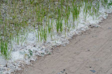White poplar fluff on earth close-up. Cottonwood tree seeds in green grass. Season allergy concept.の写真素材