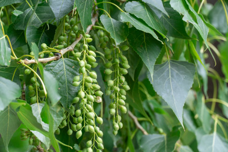 Ripen closed green catkins poplar hanging on branches close-up. Cottonwood tree seeds growth in row...