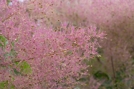 Flowering bush smoke tree of red cotinus coggygria. Beautiful fluffy flowers from the anacardiaceae...