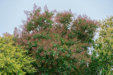 Flowering bush smoke tree of red cotinus coggygria. Beautiful fluffy flowers from the anacardiaceae...