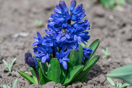 Flowering blue hyacinth is ornamental perennial bulbous plant. Flowers hyacinthus orientalis are bell shaped. Floral background gardening asparagus family asparagaceae.の写真素材