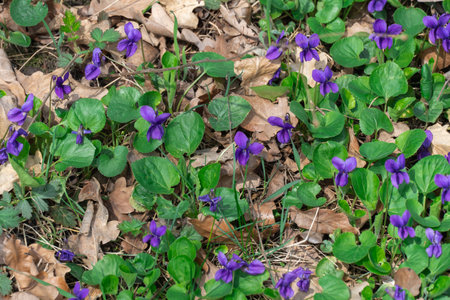 Small flower of sweet violet bloom on glade in springtime. Wildflower of viola odorata in family...