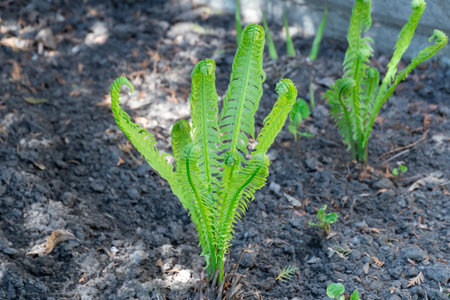 Green seedling of foliage fern nephrolepis exaltata planted in garden close up. Lush leaves in monotypic family lomariopsidaceae. Ruffles plant cultivated.の写真素材