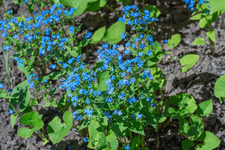 Blue forget me not flowers blooming in springtime close up. Wildflower of myosotis sylvatica or...