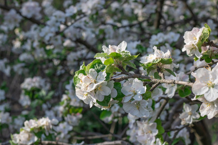 Apple blossoms during spring season in the garden. Beautiful branches of white pink flowers and...