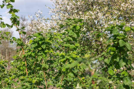 Seedling and green leaves of raspberry in vegetable garden. Bushes of rubus the rosaceae family growth on organic farm. Large fruited plant of berry crops blackberry in horticultureの写真素材
