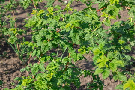 Seedling and green leaves of raspberry in vegetable garden. Bushes of rubus the rosaceae family...