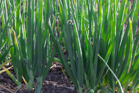 Vegetable beds with green onion tops of Egyptian walking onion in kitchen garden. In row feathers tree onions or multistage onions of allium proliferum in germinat in springtime.の写真素材