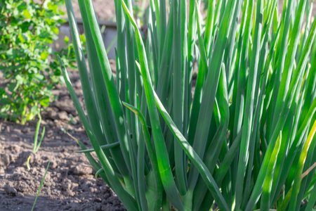 Vegetable beds with green onion tops of Egyptian walking onion in kitchen garden. In row feathers tree onions or multistage onions of allium proliferum in germinat in springtime.の写真素材