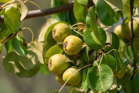 Branches of wild pear tree with ripe yellow fruits in summer. Pyrus communis or pear pyraster on...