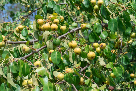 Branches of wild pear tree with ripe yellow fruits in summer. Pyrus communis or pear pyraster on branches with vibrant green leaves in deciduous forest. Hanging vitamin fruitsの写真素材