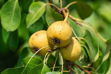 Branches of wild pear tree with ripe yellow fruits in summer. Pyrus communis or pear pyraster on branches with vibrant green leaves in deciduous forest. Hanging vitamin fruitsの写真素材
