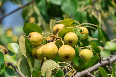 Branches of wild pear tree with ripe yellow fruits in summer. Pyrus communis or pear pyraster on branches with vibrant green leaves in deciduous forest. Hanging vitamin fruitsの写真素材