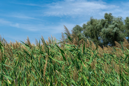 Green reeds sway on the river bank against the blue sky. Dry inflorescences and stalks cane blowing...