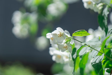 White flowers of mock orange on branch with green leaves. Shrub or climbing philadelphus plant that bears fragrant flowers used in perfumery or tea. English jasmine dogwoodの写真素材