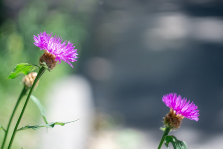 Flowering purple flower of persian cornflower or whitewash knapweed close-up. Psephellus dealbatus or centaurea dealbata is herbaceous plant the asteraceae family blooming garden.の写真素材