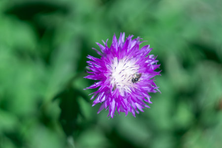 Flowering purple flower of persian cornflower or whitewash knapweed close-up. Psephellus dealbatus or centaurea dealbata is herbaceous plant the asteraceae family blooming garden.の写真素材