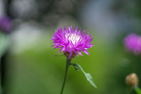 Flowering purple flower of persian cornflower or whitewash knapweed close-up. Psephellus dealbatus or centaurea dealbata is herbaceous plant the asteraceae family blooming garden.の写真素材