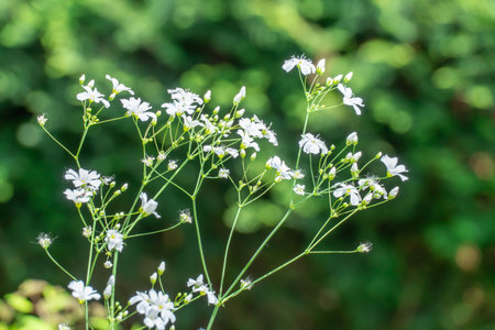 Flowering white gypsophila graceful or baby's breath in garden. Gypsophila flowers blossom in gardening. Tender inflorescences the family caryophyllaceae symbolize wedding.の写真素材