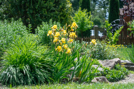 Application natural stone and yellow iris flower landscape design. Stone path in garden with bushes trees flowers. Beautiful manicured green plants in gardening. Example designersの写真素材