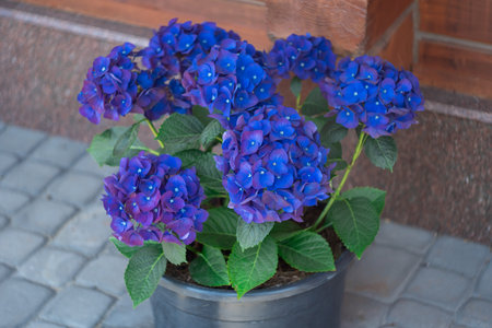 Flowering vibrant blue hydrangea flourishes in pot in background wooden panels. Building wall with flowers for exterior styling. Design village terrace showcasing rustic charmの写真素材