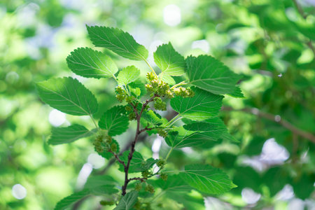 Unripe green berry of wild mulberry close-up. Lush leaves on tyutina tree in sunlight in spring. Fruit organic of morus is genus of plants in the family moraceae. Branch of raw.の写真素材