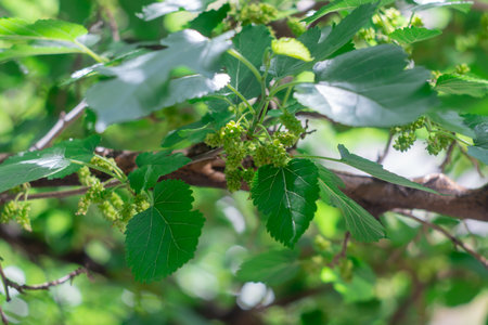 Unripe green berry of wild mulberry close-up. Lush leaves on tyutina tree in sunlight in spring. Fruit organic of morus is genus of plants in the family moraceae. Branch of rawの写真素材