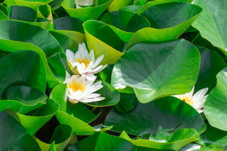 Flower lotus of white water lily grows and bloom in river close-up. Nymphaea alba it has roots are long and floating wide green leaves. Blossom herbaceous aquatic plant in lake.の写真素材