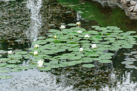 Group flowers lotus of white water lily grows and bloom in river. Nymphaea alba it has roots are long and floating wide green leaves. Blossom herbaceous aquatic plant in lake.の写真素材
