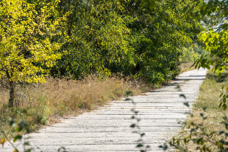 Empty walking path through autumn deciduous forest. Road inside trees with yellow leaf in woodland....