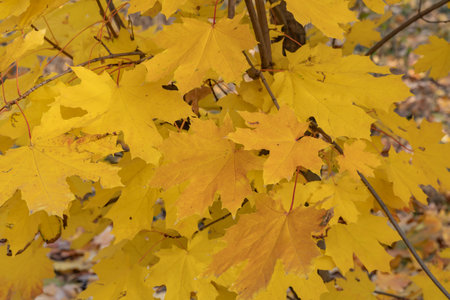 Beautiful branches of maple tree with yellow bright leaves close-up. Early autumn time. Fallen gold...