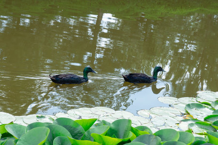Black waterbird of cayuga duck swimming on lake among the water lilies. American heritage breed of domestic duck in the United States. Lake two waterfowl in natural condition.の写真素材