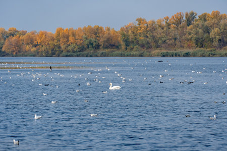 Graceful swans and seagulls swimming in river in the habitat. Watching water bird in autumn on lake waterfowl. Tranquil water reflects serene sky and creates a peaceful sceneの写真素材