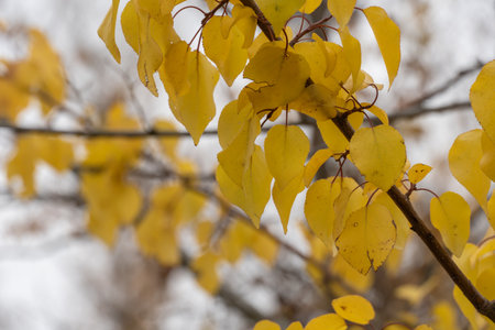 Branches of tree wild apricot with yellow bright leaves close-up. Early autumn time. Lush gold foliage by soft sunlight. Orange nature background. Warm weather in sunny dayの写真素材