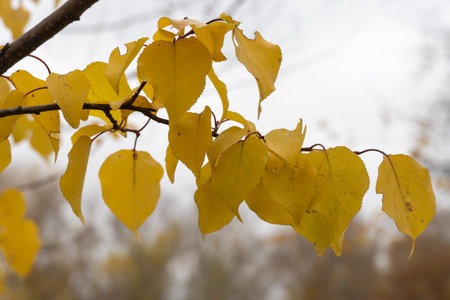 Branches of tree wild apricot with yellow bright leaves close-up. Early autumn time. Lush gold foliage by soft sunlight. Orange nature background. Warm weather in sunny dayの写真素材