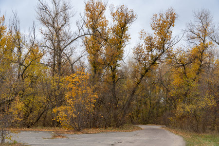 Empty walking path through autumn deciduous forest. Dirt road inside trees with yellow leaf in woodland. Treelined footpath way forward through autumn foliage color. Atmosphericの写真素材