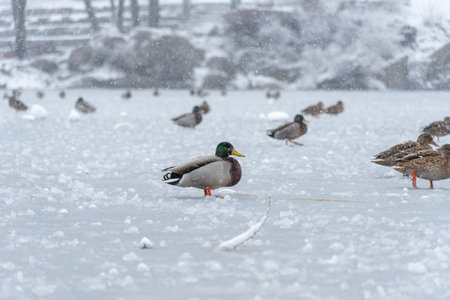 Wild mallards in frozen water in snow covered winter. Freshwater bird anas platyrhynchos swimming and clean feathers in cold river in wintertime. Duck anatidae floating on ice lakeの写真素材