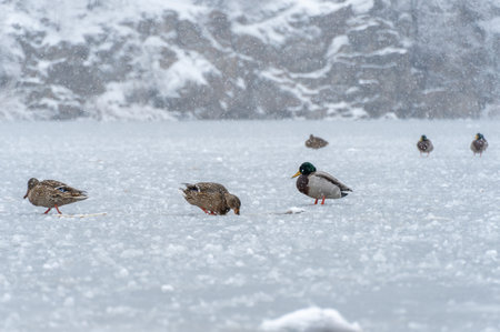 Wild mallards in frozen water in snow covered winter. Freshwater bird anas platyrhynchos swimming and clean feathers in cold river in springtime. Duck anatidae floating on ice lakeの写真素材
